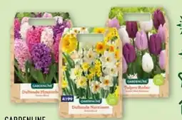 Aldi Nord Gardenline XXL-Blumenzwiebeln Angebot