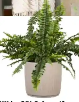 OBI Grow By Obi Schwertfarn Angebot