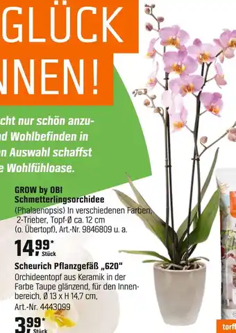 OBI Grow by obi schmetterlingsorchidee Angebot