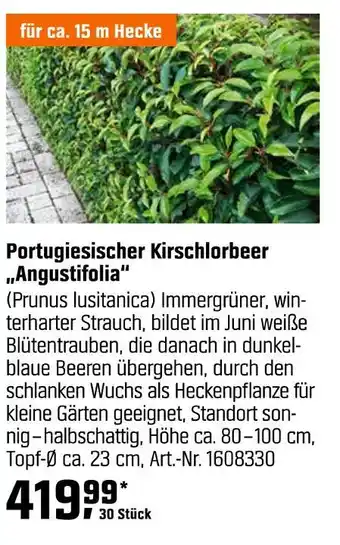 OBI Portugiesischer kirschlorbeer 'angustifolia' Angebot