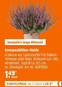 OBI Knospenblüher-heide Angebot