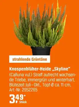 OBI Knospenblüher-heide skyline Angebot