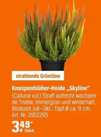 OBI Knospenblüher-heide skyline Angebot