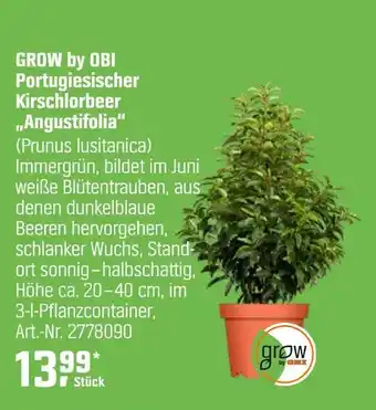 OBI Grow by obi portugiesischer kirschlorbeer 'angustifolia' Angebot