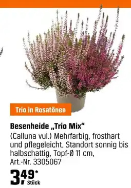 OBI Besenheide trio mix Angebot