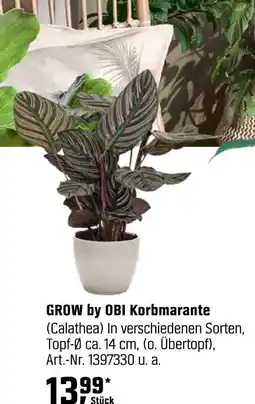 OBI Grow by obi korbmarante Angebot