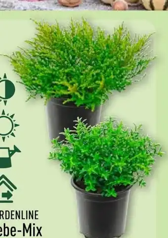 Aldi Nord Gardenline Hebe-Mix Angebot