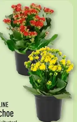 Aldi Nord Gardenline Kalanchoe Angebot