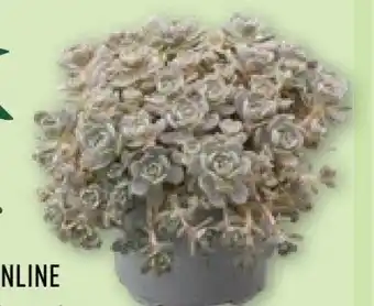 Aldi Nord Gardenline Steinwurz Angebot