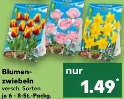Kaufland Blumenzwiebeln Angebot