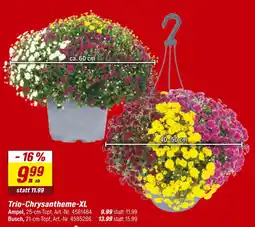 toom Baumarkt Trio-chrysantheme-xl Angebot
