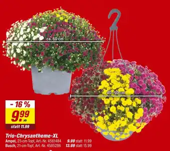 toom Baumarkt Trio-chrysantheme-xl Angebot
