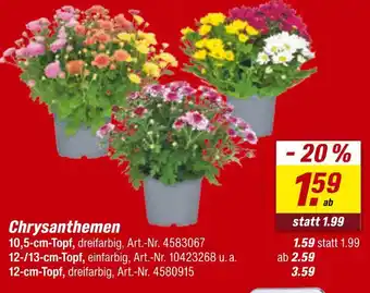 toom Baumarkt Chrysanthemen Angebot