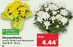 Kaufland Chrysantheme Angebot