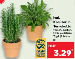 Kaufland Ital. Kräuter in Terrakotta Angebot
