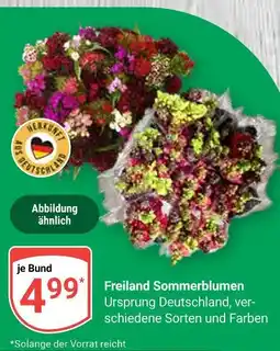 Globus Freiland sommerblumen Angebot