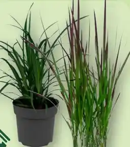 Aldi Nord Gardenline Gräser Angebot