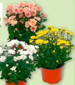 Aldi Nord Gardenline Chrysanthemen Angebot