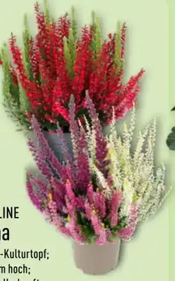 Aldi Nord Gardenline Calluna Angebot