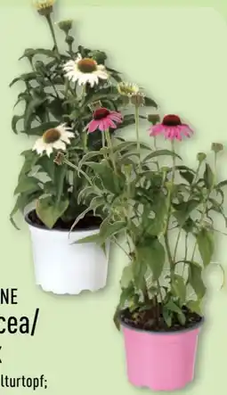 Aldi Nord Gardenline Echinacea Angebot