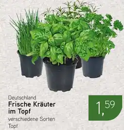 Dornseifer Frische Kräuter im Topf Angebot
