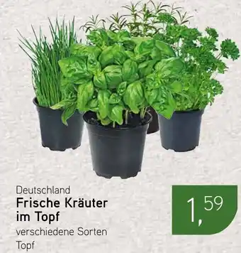 Dornseifer Frische Kräuter im Topf Angebot
