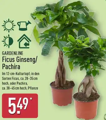 Aldi Nord GARDENLINE Ficus Ginseng/ Pachira Angebot