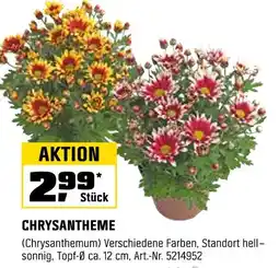 OBI Chrysantheme Angebot