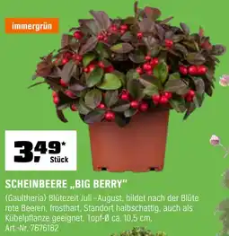 OBI Immergrün scheinbeere 'big berry' Angebot