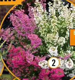 Hornbach FloraSelf Glockenheide Beauty Queen Mini Angebot