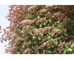 Hornbach FloraSelf Glanzmispel Red Robin Angebot