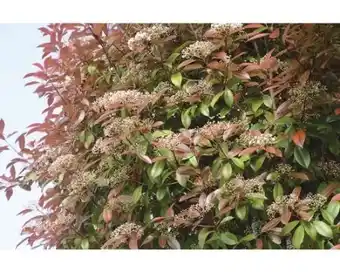 Hornbach FloraSelf Glanzmispel Red Robin Angebot