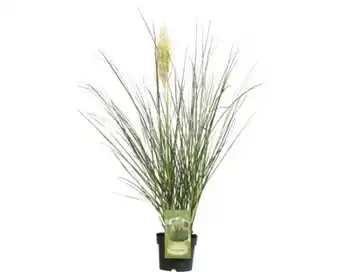 Hornbach FloraSelf Pampasgras Angebot