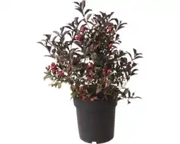 Hornbach FloraSelf Weigelie Electric Love Angebot