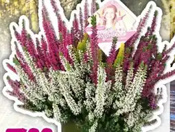 Hornbach Knospenheide High Five Angebot