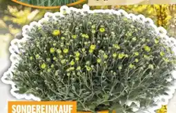 Hornbach FloraSelf Chrysantheme Pistache Angebot