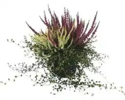 Hornbach FloraSelf Mühlenbeckia Herbstmix Angebot