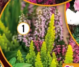 Hornbach FloraSelf Knospenheide Beauty Lady Mini Angebot