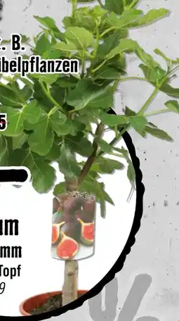 Hornbach Feigenbaum Angebot