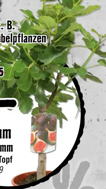 Hornbach Feigenbaum Angebot