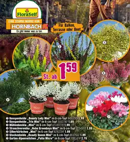 Hornbach Floraself knospenheide beauty lady mini Angebot