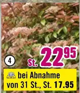 Hornbach Glanzmispel „red robin“ Angebot