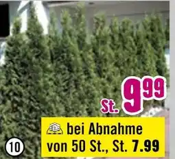 Hornbach Thuja pflanzen Angebot