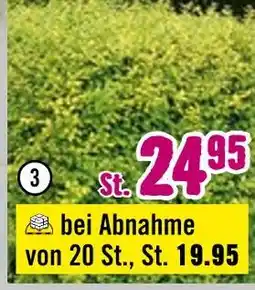 Hornbach Heckenpflanzen Angebot