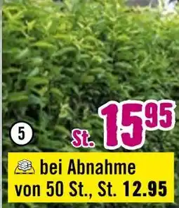 Hornbach Heckenpflanze Angebot