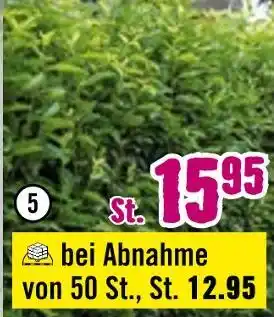 Hornbach Heckenpflanze Angebot