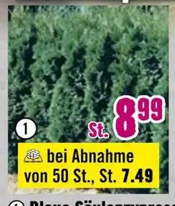 Hornbach Blaue säulenzypresse Angebot