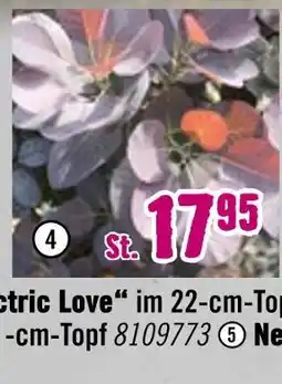 Hornbach Roter perückenstrauch „royal purple“ Angebot