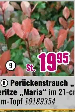 Hornbach Zwerg-glanzmispel „little red robin“ Angebot