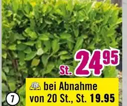 Hornbach Apfelbeere „viking“ Angebot